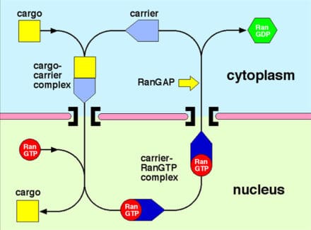 Illustration of how proteins are imported in cell nuclei through nuclear pores by importins that bind the protein in the cytoplasm and release it in the nucleus after binding RanGTP. The RanGTP:carrier complex is then returned to the cytoplasm where GTP hydrolysis releases Ran, freeing the carrier for another import cycle