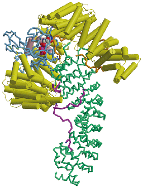 Importin-a binds proteins with a nuclear localisation sequence in the cytoplasm and, in complex with importin-b, transports them into the nucleus. After the import complex is dissociated by RanGTP, the importin-alpha binds to Cse1 and RanGTP to mediate its return to the cytoplasm for another import cycle